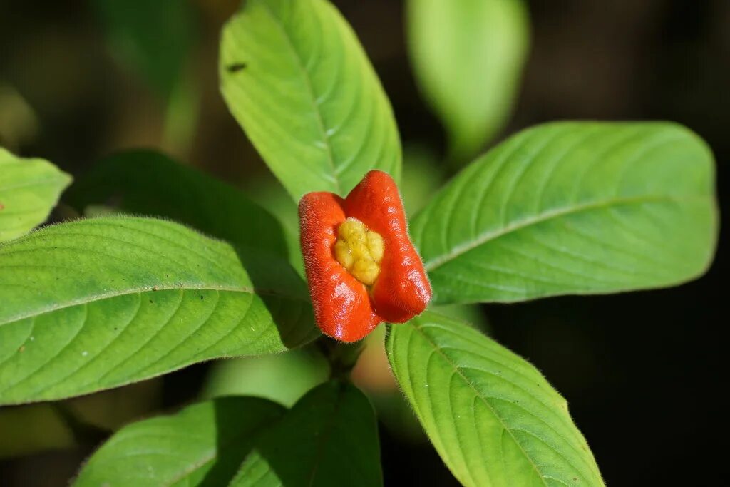 Этот цветок называется элата. Psychotria elata. психотрия цветок. растения южной америки психотрия. психотрия возвышенная.