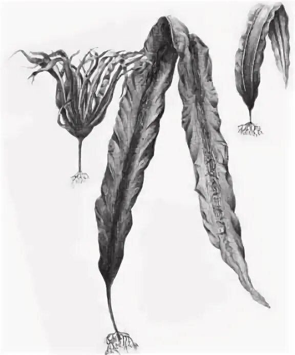 Рассмотрите изображения кукушкин лен ламинария баклажан. Лист ламинарии.
