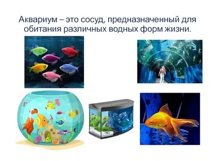 Аквариум 5 класс биология