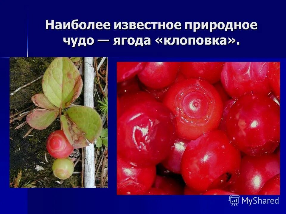 сироп из клоповки. сироп клоповки сахалинской. клоповка понижает или повышает давление. красника. сироп красники сахалинской.