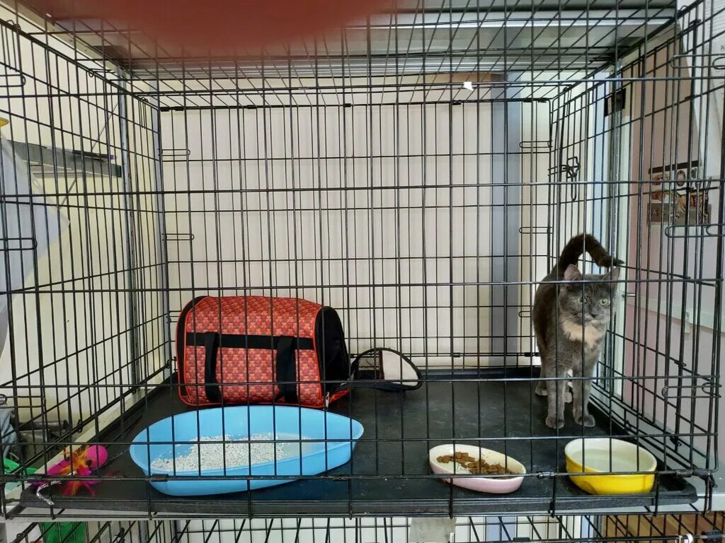 гостиница для животных сутки. гостиница для животных. гостиница для животных сутки. отель для кошек. гостиница для животных сутки.