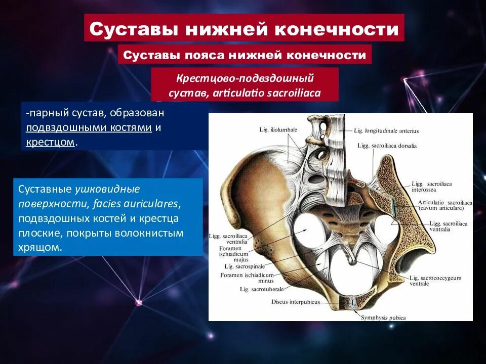 Соединение костей пояса нижних конечностей. Суставы пояса нижней конечности. Соединение костей нижней конечности. Крестцово-подвздошное сочленение.