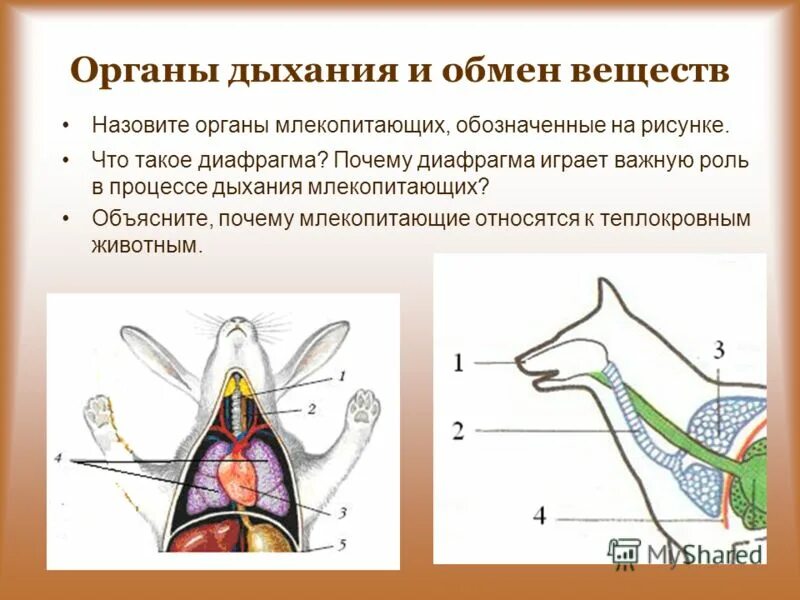 Особенности дыхания зверей