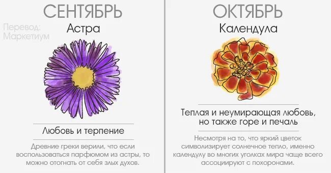 Цветок по знаку зодиака дева. Гороскоп цветов. цветы по гороскопу. цветочный гороскоп по дате. знаки зодиака цветочный гороскоп.