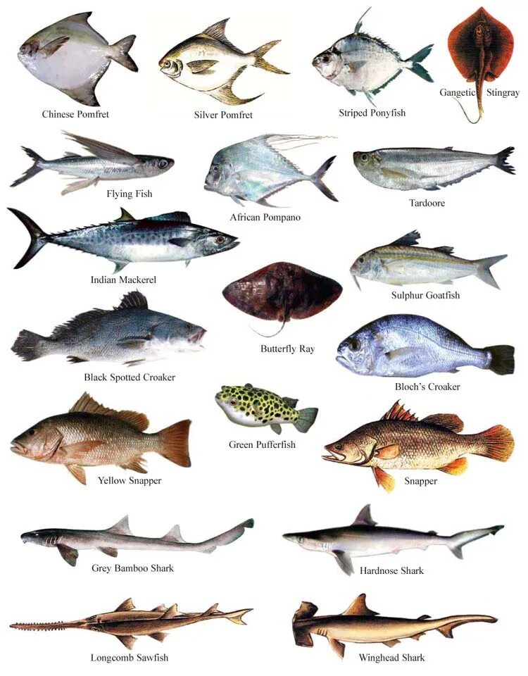Fish name. Рыбы и их названия. Круглая морская рыба. Рыба на букву н. Название всех рыб.