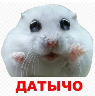 Картинки хомяка мем