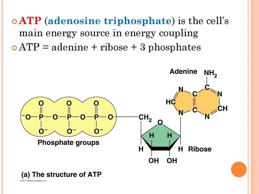 ATP structure. ATP adenosine triphosphate. Аденин рибоза. Аденин и аденозин.