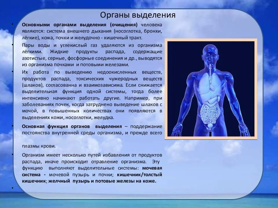 Тело управляет человеком. Выделительная система организма человека. Система выделения человека. Система органов выделения человека.