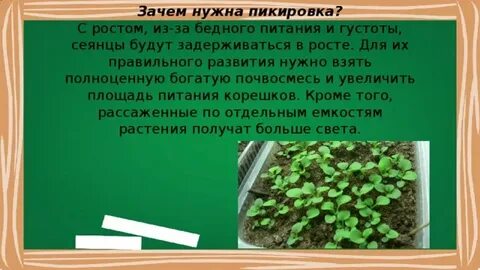 Значение пикировки для овощевода