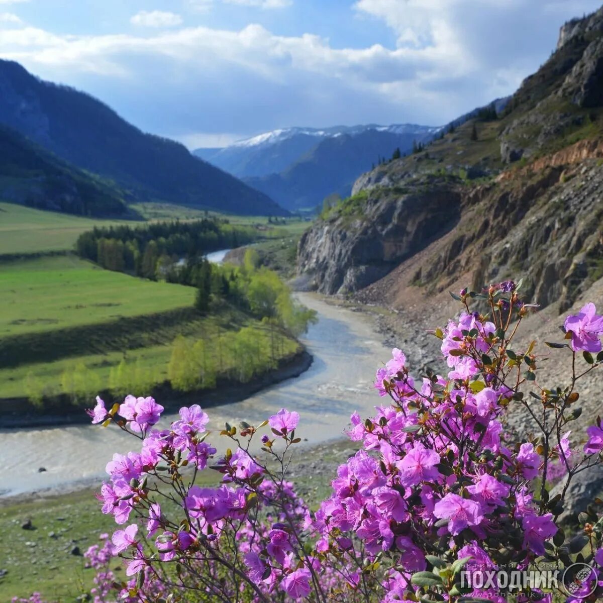 Катунский заповедник альпийские луга. Май гор. Май гор. Архыз домбай. Альпийские луга архыз архыз.