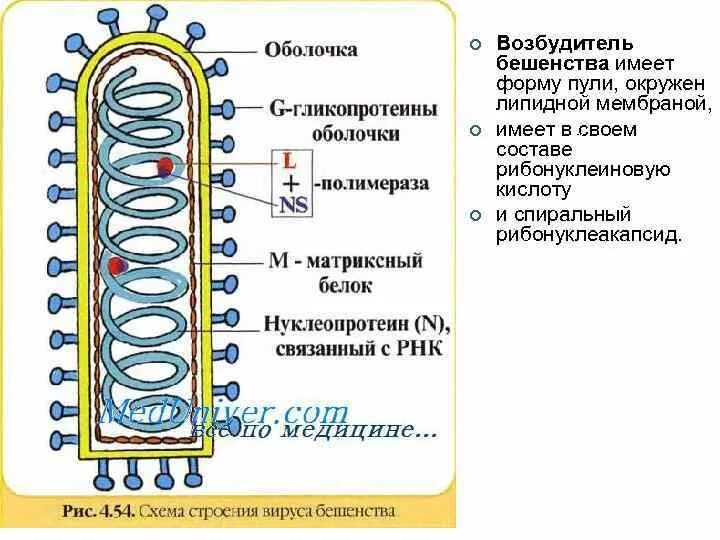 Вирус бешенства характеристика. Форма вириона вируса бешенства. Вирус бешенства морфология вириона. Строение вируса бешенства микробиология.