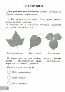 Лист смородины тип листа