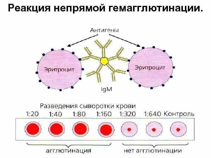 Гемагглютинация это