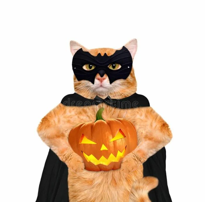 Рыжий кот в костюме. Костюм для кота на хэллоуин. костюм кошки для хэллоуина. костюм рыжего кота. кот в костюме тыквы.