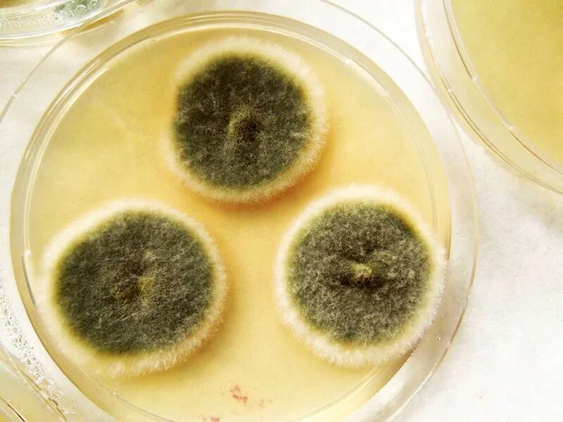 Плесень Alternaria tenuis. Альтернария (Alternaria). Черная плесень (Aspergillus Niger). Аспергилл плесень. Плесень стали