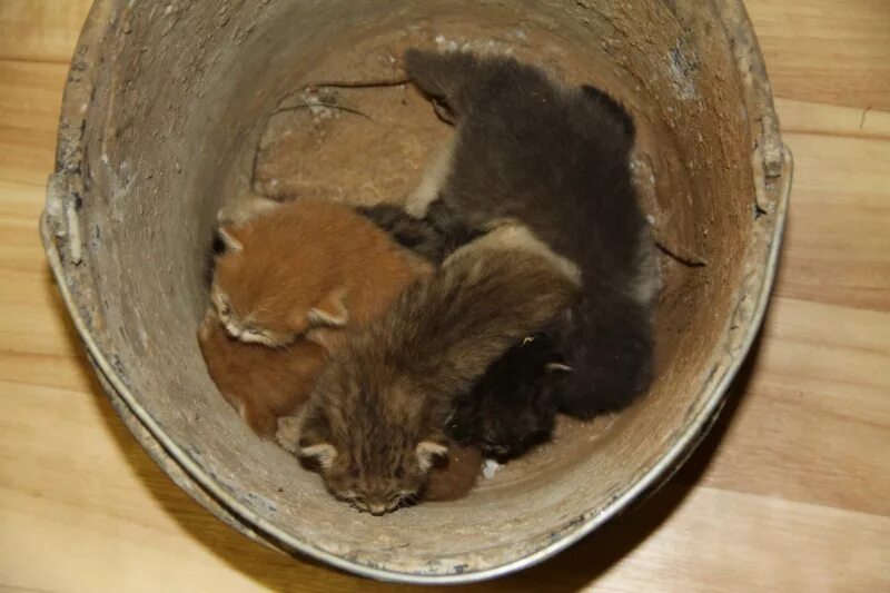 Топление котят в ведре. Ведро котят. Ведро котят. Топили кошку. Ведро котят.