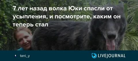 Как звали 1 хозяина волка