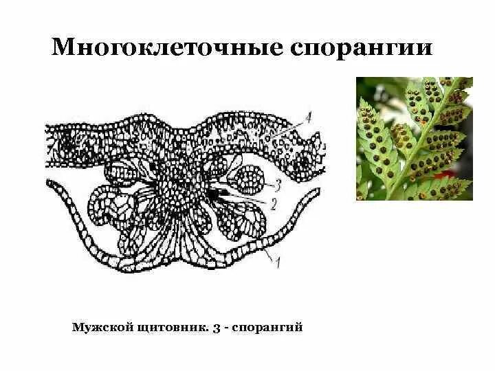 Строение спорангии. Строение соруса папоротника. Щитовник мужской сорусы. Поперечный срез соруса папоротника. Строение соруса щитовника мужского.