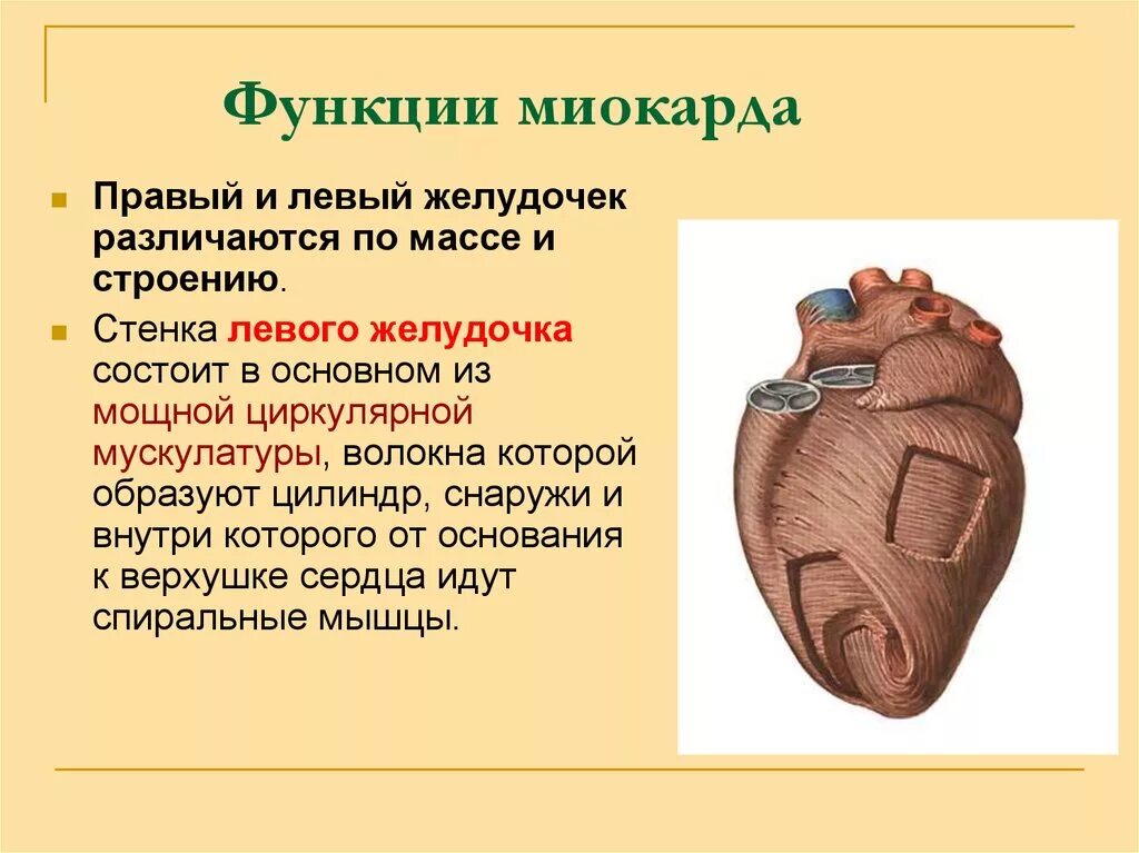 Правый желудочек функции. Функции левого желудочка. Функция миокарда желудочка. Строение и функции миокарда. Функции миокарда сердца.