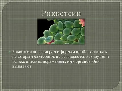 3 примера бактерий
