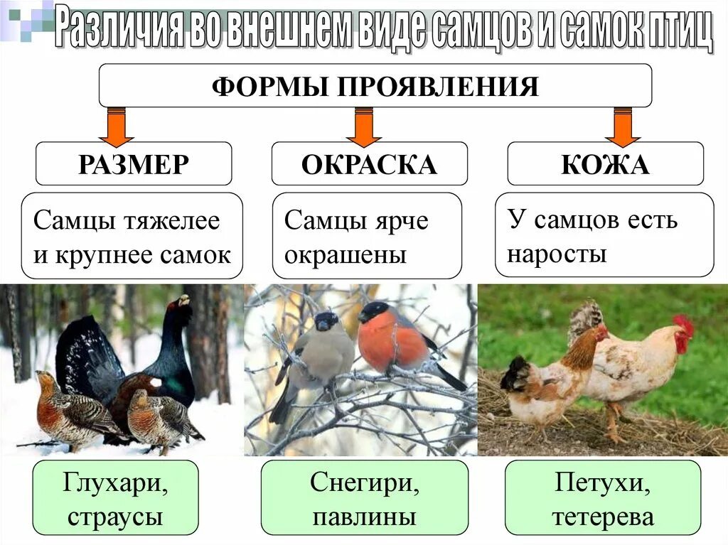 Отличия птиц. Размножение птиц. типы развития птиц. биология размножение птиц. процесс размножения и развития птицы.