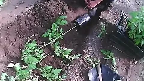 Как посадить переросшие помидоры в теплицу лежа