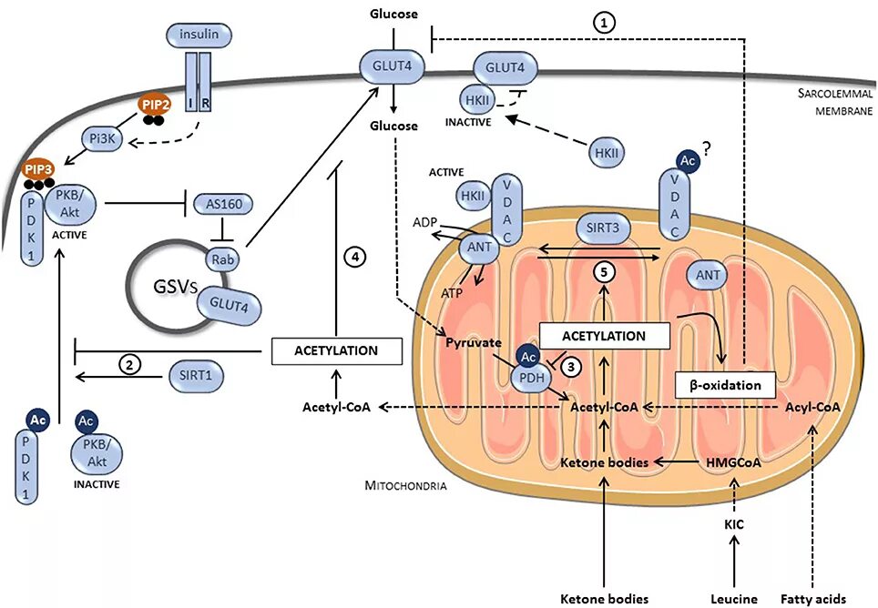 Инсулин glut. Механизм действия инсулина glut 4. Глют 4 механизм. Механизм инсулина глют4. Пересадка митохондрий