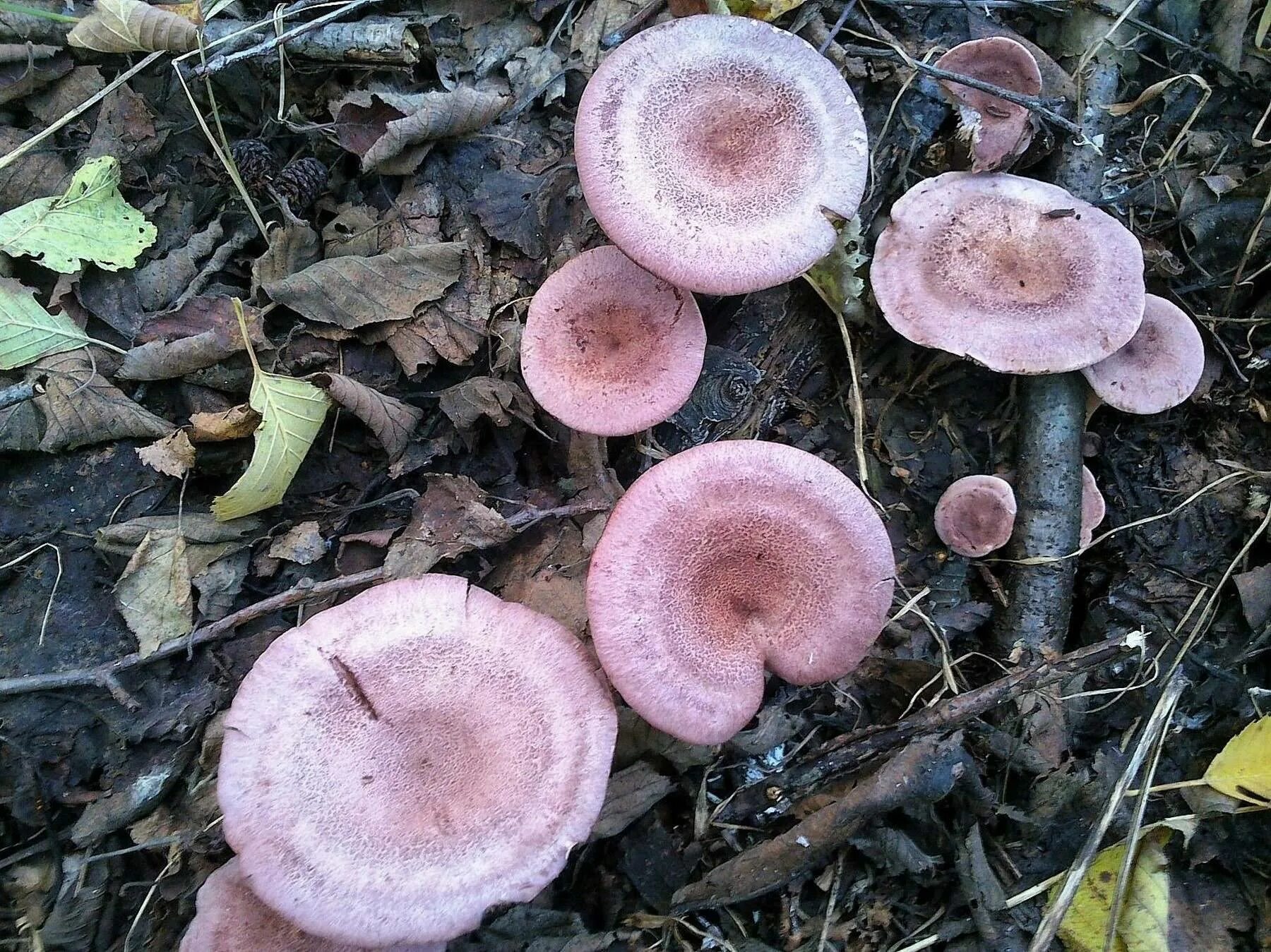 Млечник шиповатый (Lactarius spinosulus) фото и описание