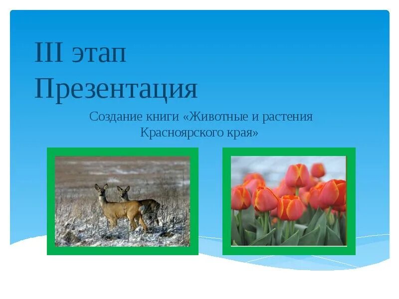 Животные Красноярского края. Красная книга Красноярского края растения и животные. Животные красной книги Красноярского края. Проект животные Красноярского края. Представители красноярского края