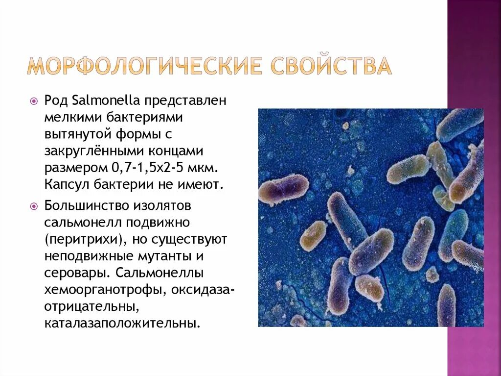 Род бактерий определение