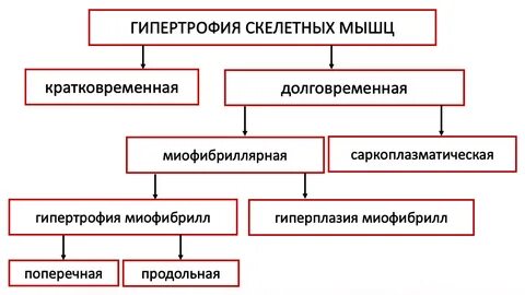 Типы гипертрофии