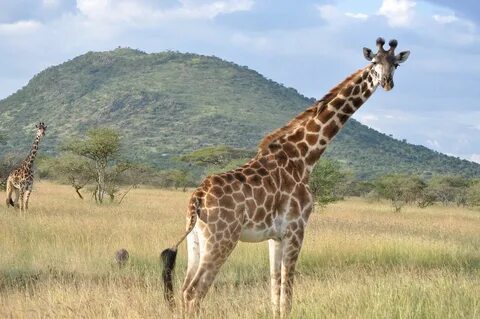 Serengeti