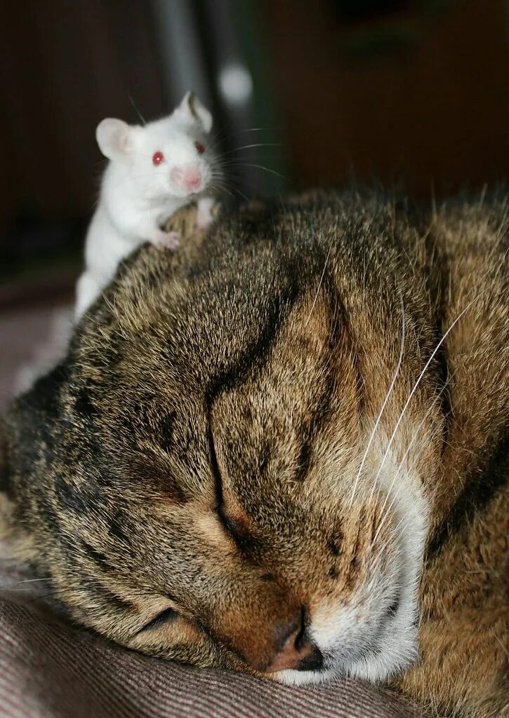 Кот и мышка. Мы с котом. Кот и мыши. Кошка с мышью. Мышиные кошки.