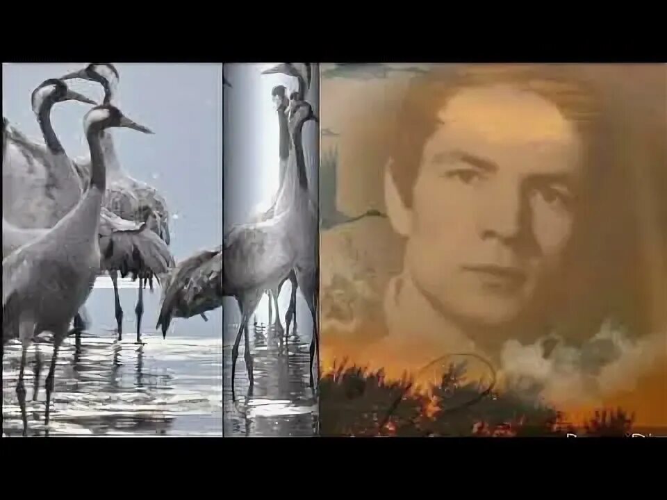 Кобяков журавли. Песня про журавлей шансон. Журавли шансон. Песня журавли шансон. Библейские журавли.