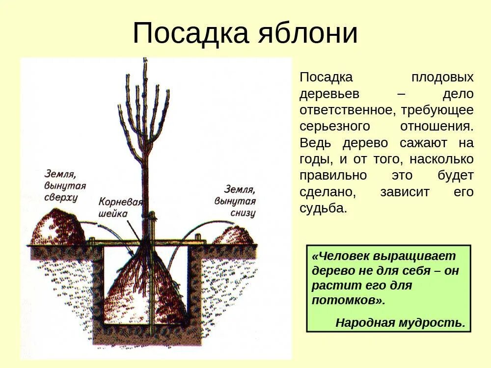 Как посадить вишню весной саженцами. Посадка яблони весной саженцами. Схема посадки саженцев яблони. Схема посадки саженцев плодовых деревьев. Схема посадка саженца плодовых деревьев.