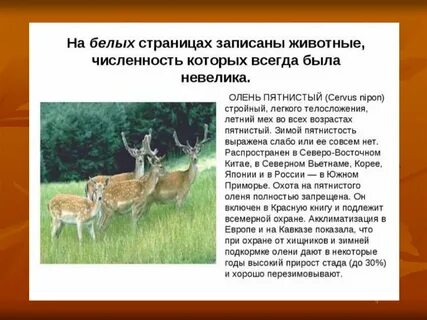 Красная книга белые страницы животные