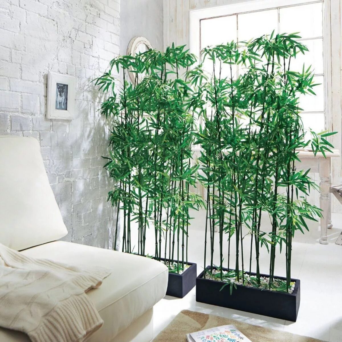 Лианы и бамбук. Бамбук ареосульката. Драцена декор. Декор растения для интерьера.