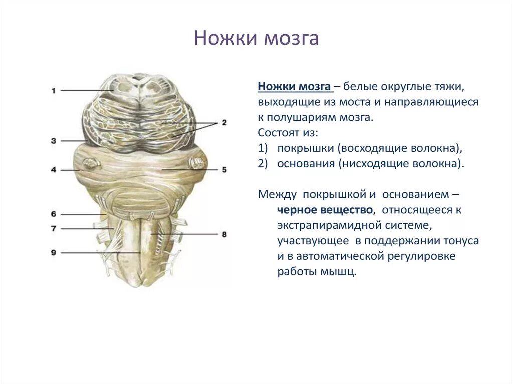 Ножки мозга отдел. Покрышка ножки среднего мозга. Средний мозг основание и покрышка. Ножка среднего мозга латынь. Медиальная ножка мозга анатомия.