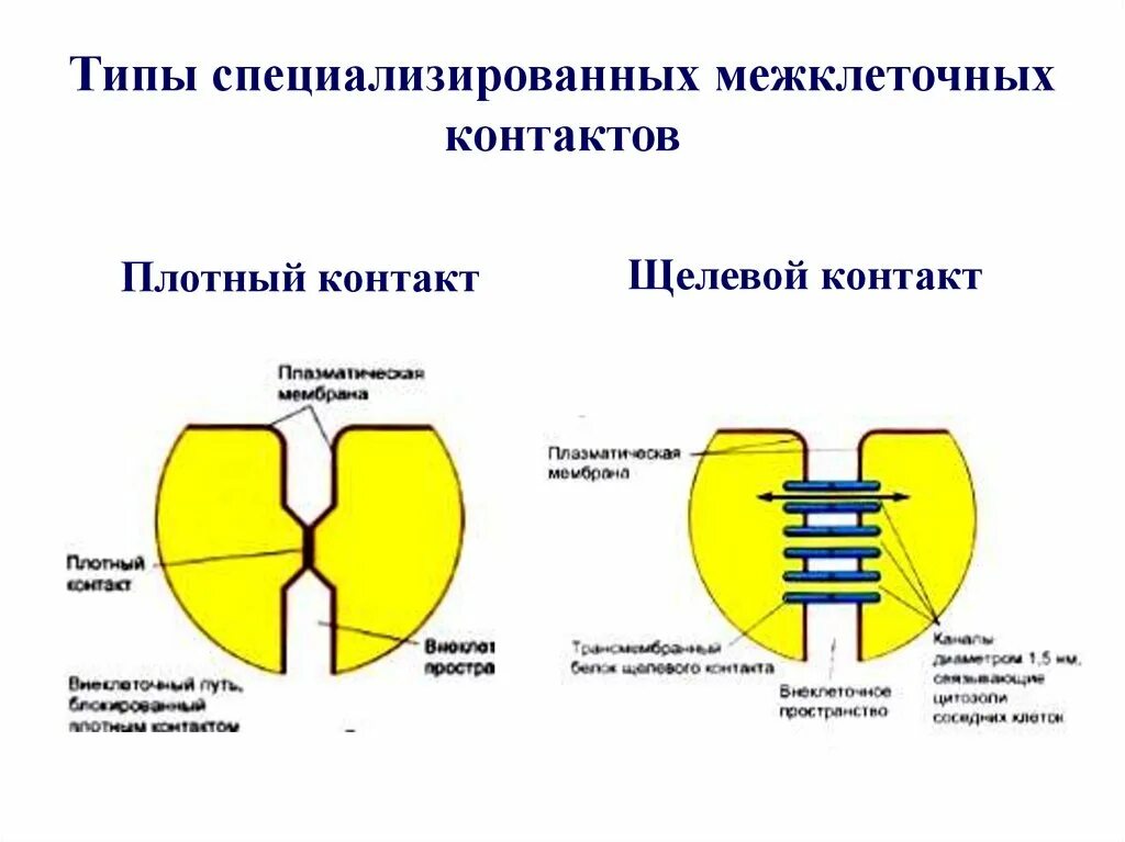 Плотный применение. Типы межклеточных контактов. Межклеточные контакты схема. Типы межклеточных контактов схемы. Плотный межклеточный контакт.