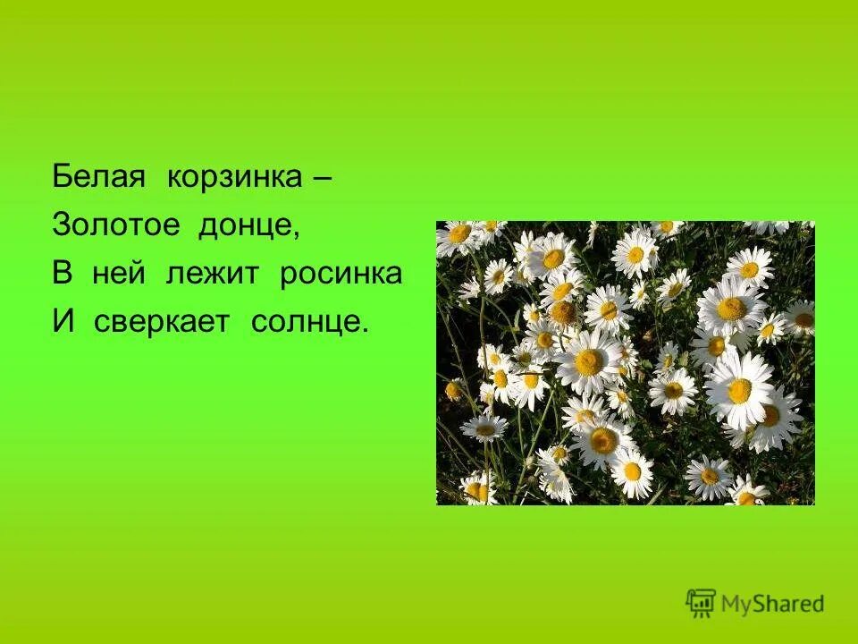 Белая росинка золотое донце отгадка. Белая Ромашка золотое Донце. Белая корзинка золотое Донце. Белая корзина золотое Донце в ней лежит Росинка и сверкает солнце. Загадка белая корзинка золотое Донце.