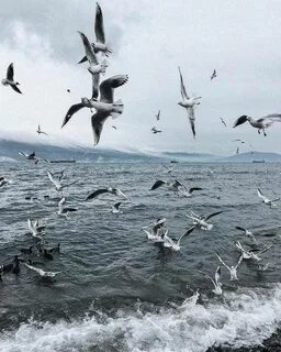 Чайки кружили