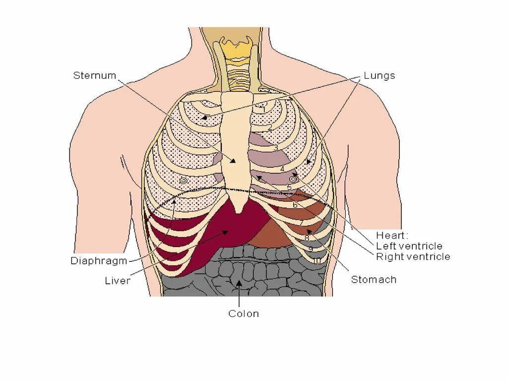 Расположение сердца и легких. Легкое расположение в грудной клетке. Органы человека диафрагма. Расположение сердца и ребер.