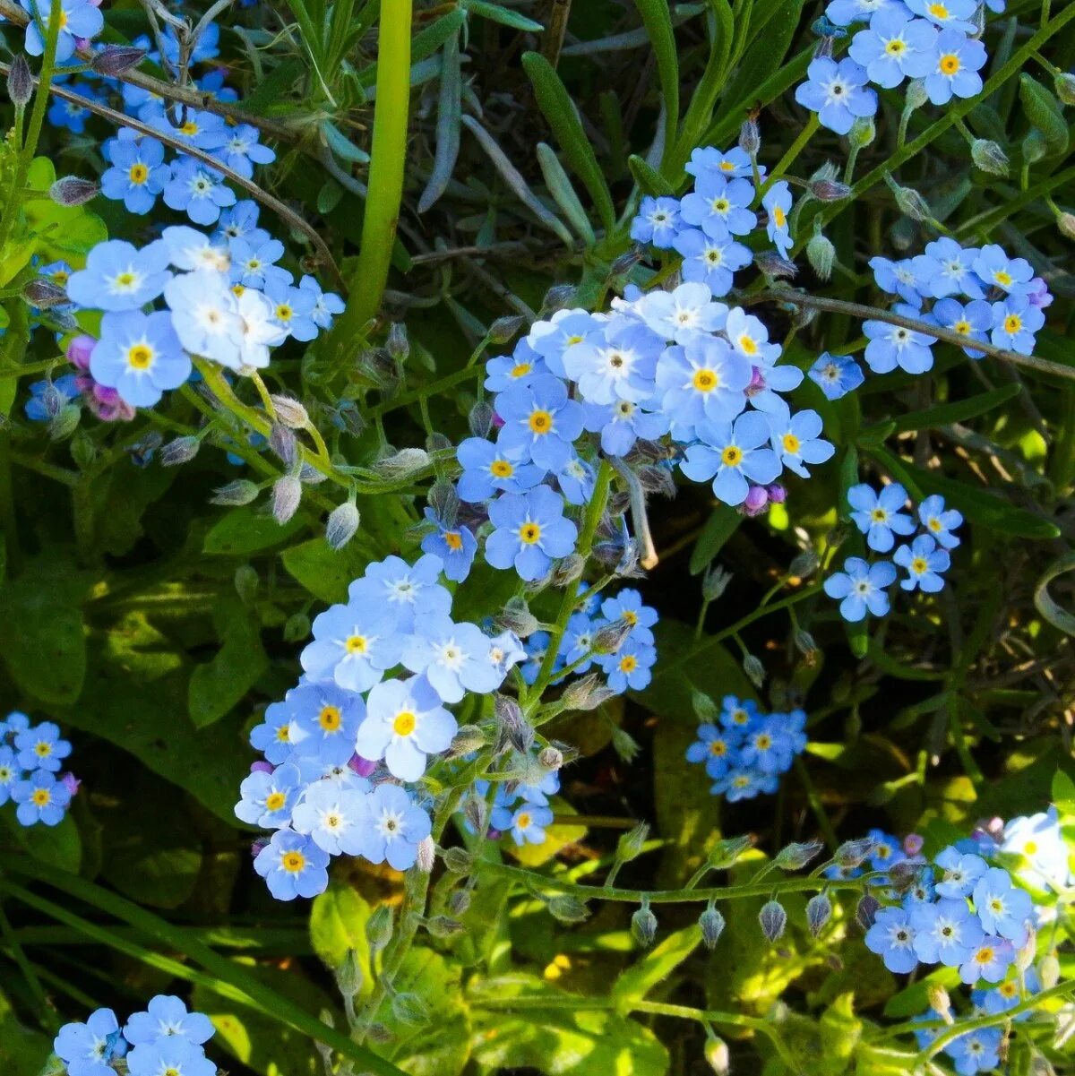 Незабудка д. Незабудка Лесная Myosotis sylvatica. Незабудка стелющаяся. Незабудка Болотная. Незабудка Полевая (Myosotis arvensis).