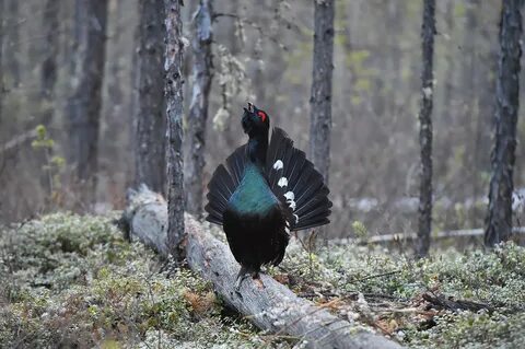 Глухарь 41