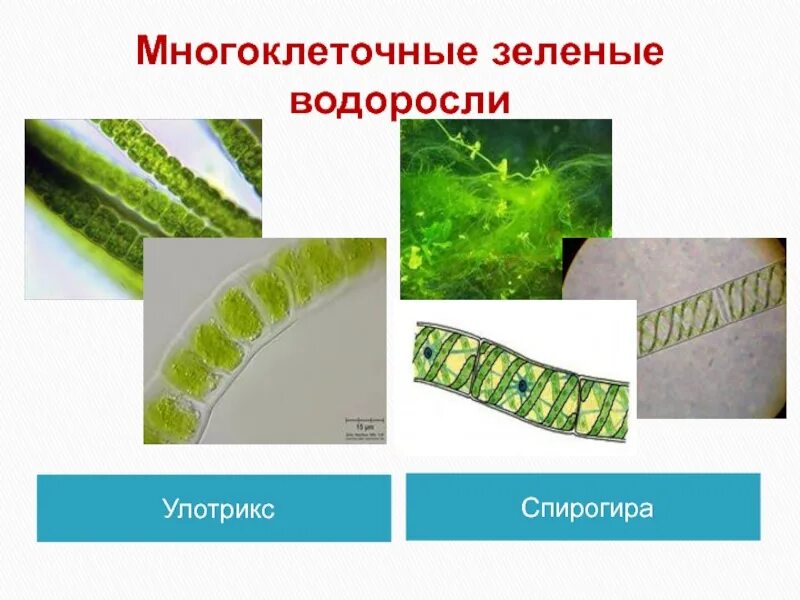 Многоклеточные водоросли улотрикс. Многоклеточные нитчатые зеленые водоросли. Улотрикс и спирогира. Многоклеточная водоросль спирогира.