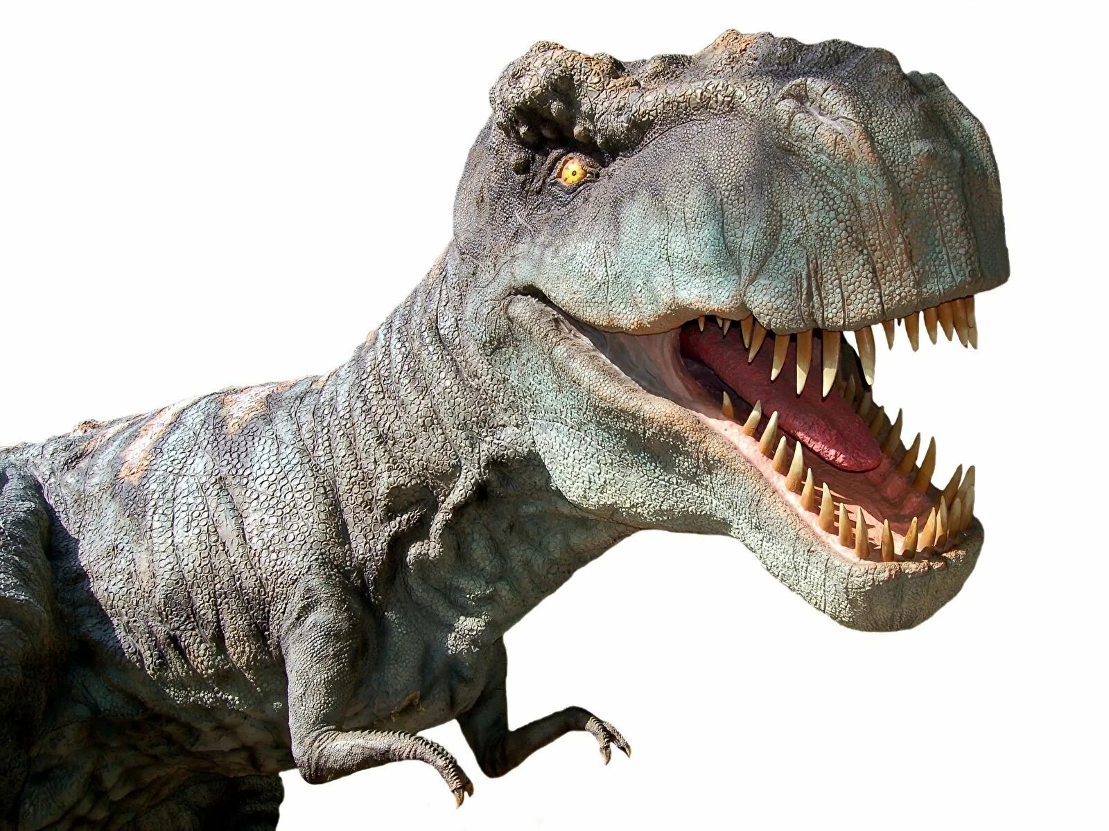 Тираннозавр картинки. Динозавр "Тиранозавр рекс". Тираннозавр рекс Тирекс Тирекс. Динозавры Тиранозавр РЭКС. Королевский Тираннозавр.