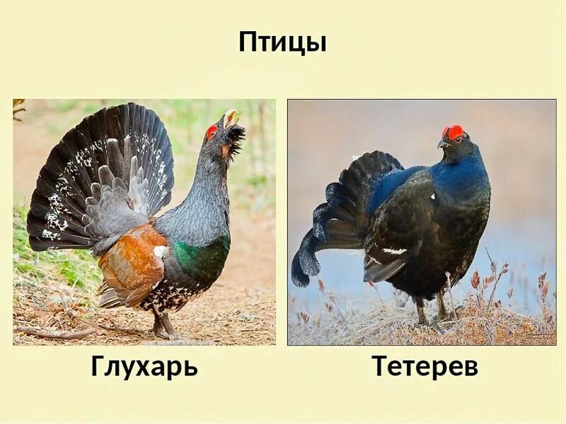 Тетерев глухарь косач. Обыкновенный глухарь. Тетерев-косач и глухарь разница. Глухарь и косач отличия. Тетерев глухарь разница между ними.