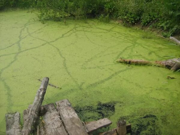 Пруд заросший ряской. Заросшее озеро. Ряска на озере. Болото с ряской. Заросший тиной