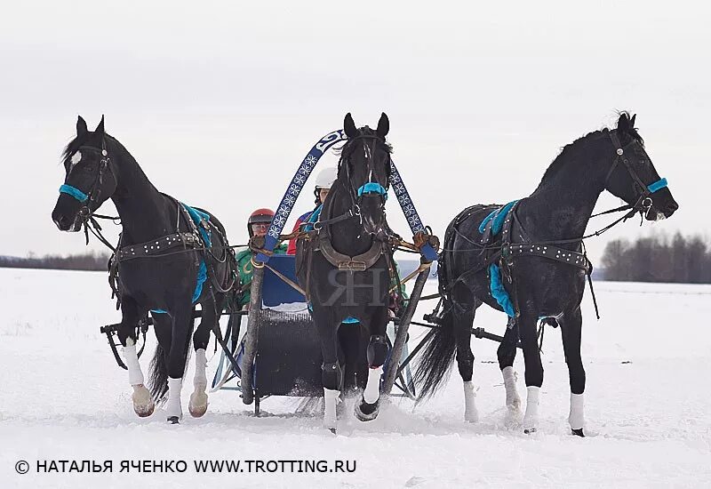 Звон тройки. Тройка вороных рысаков. Запряженная тройка коней. Тройка вороных коней. Тройка с бубенцами.