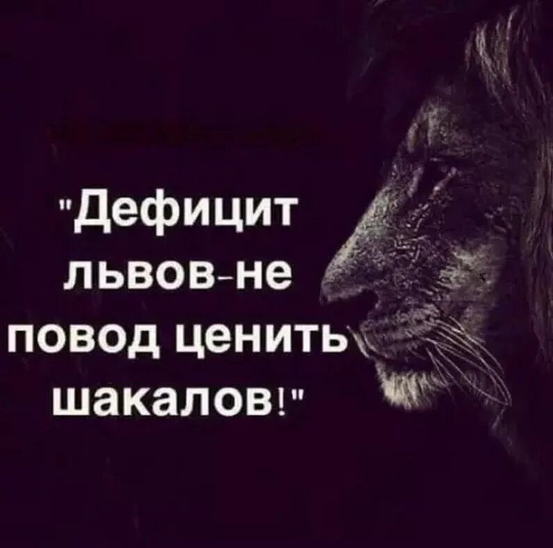 Фразы про льва. Дефицит Львов не повод ценить шакалов. Лев цитаты. Не повод ценить шакалов. Цитаты про Львов.